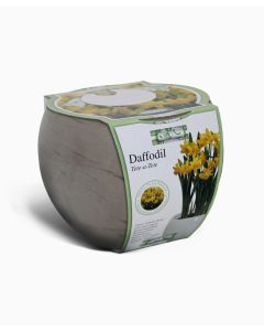 Daffodil Sphere Grow Set