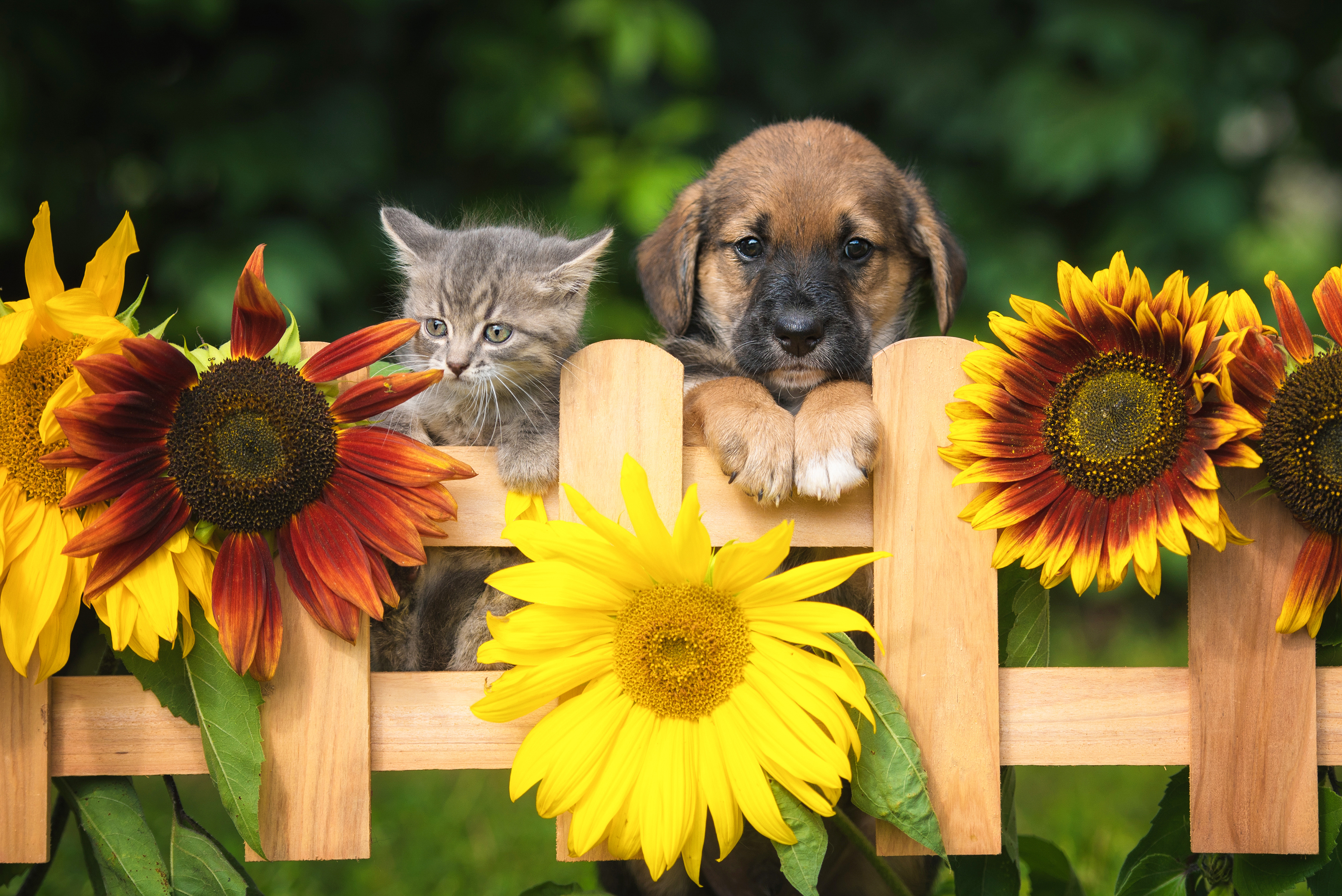 A puppy and kitten surrounded by sunflowers.