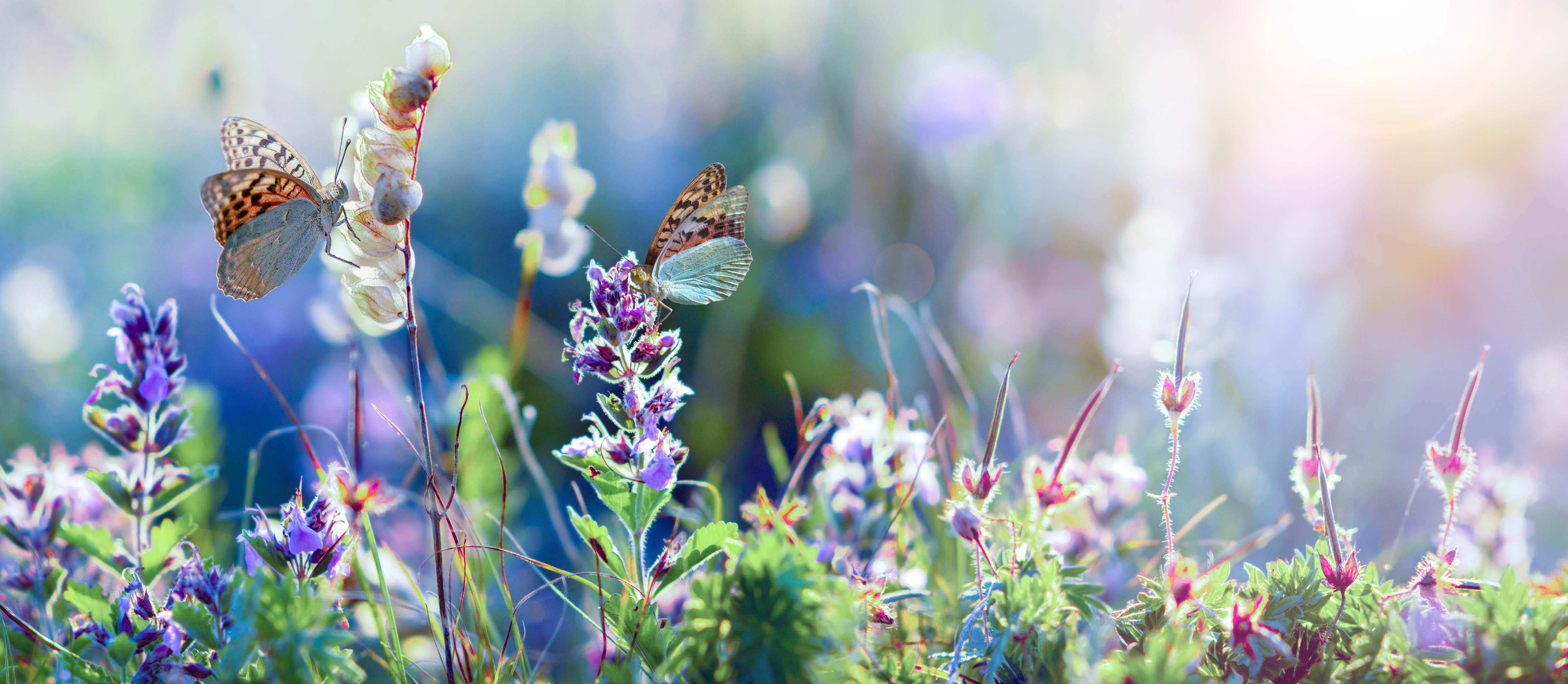 A wildflower meadow with butterflies.