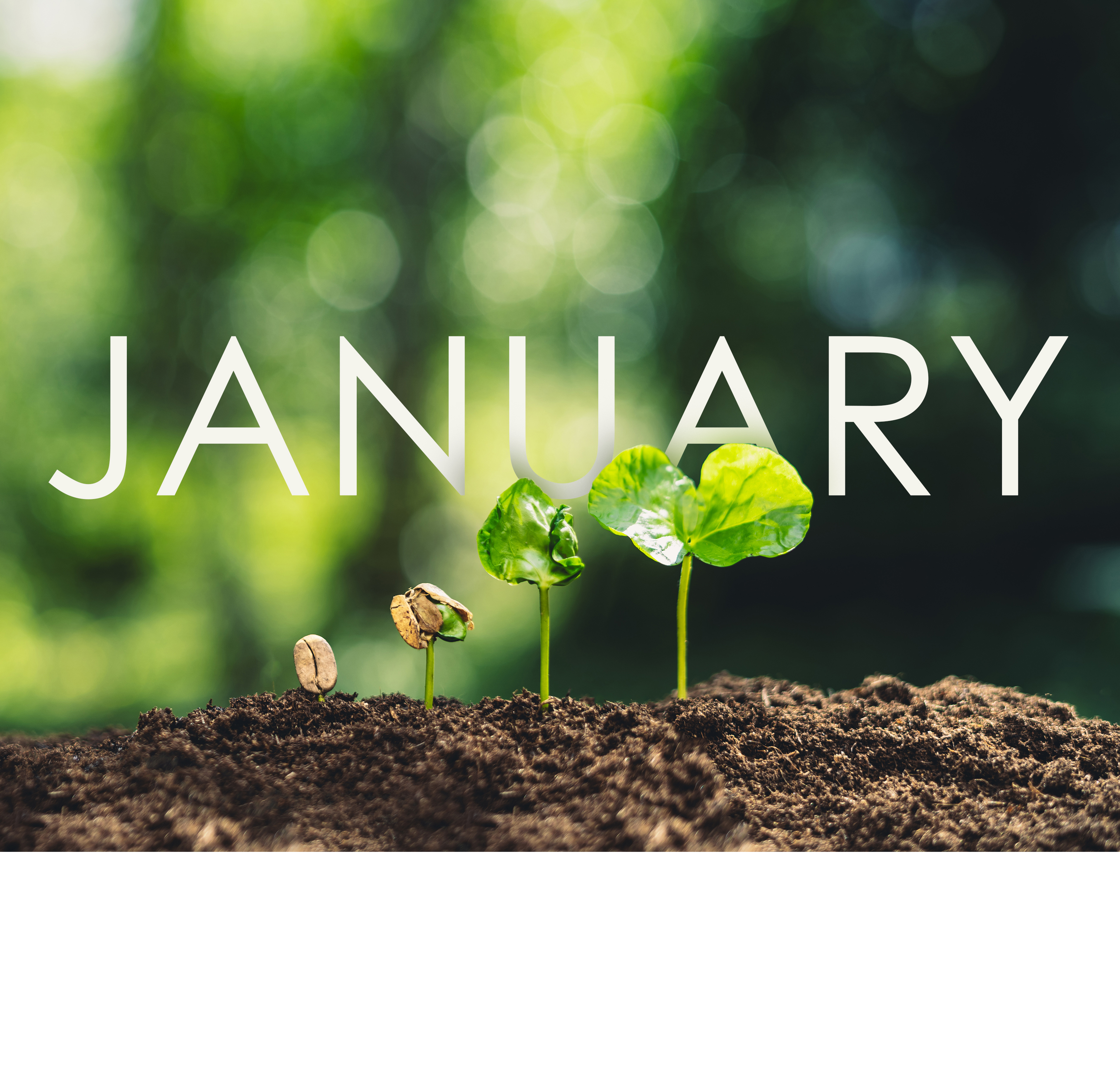 What Can I Plant in January?