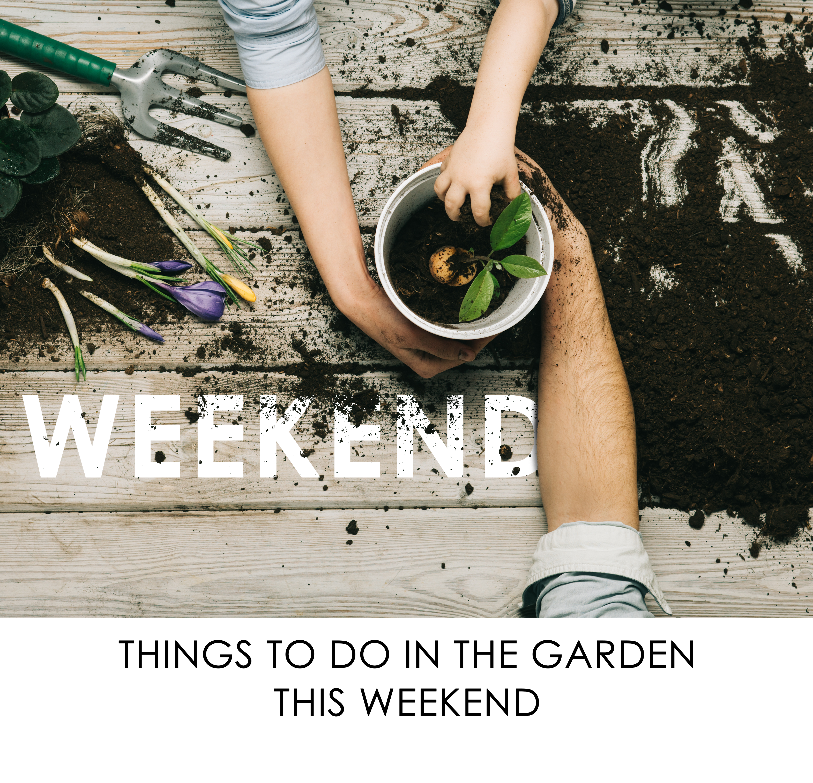 5 Things To Do In Your Garden Over The Weekend