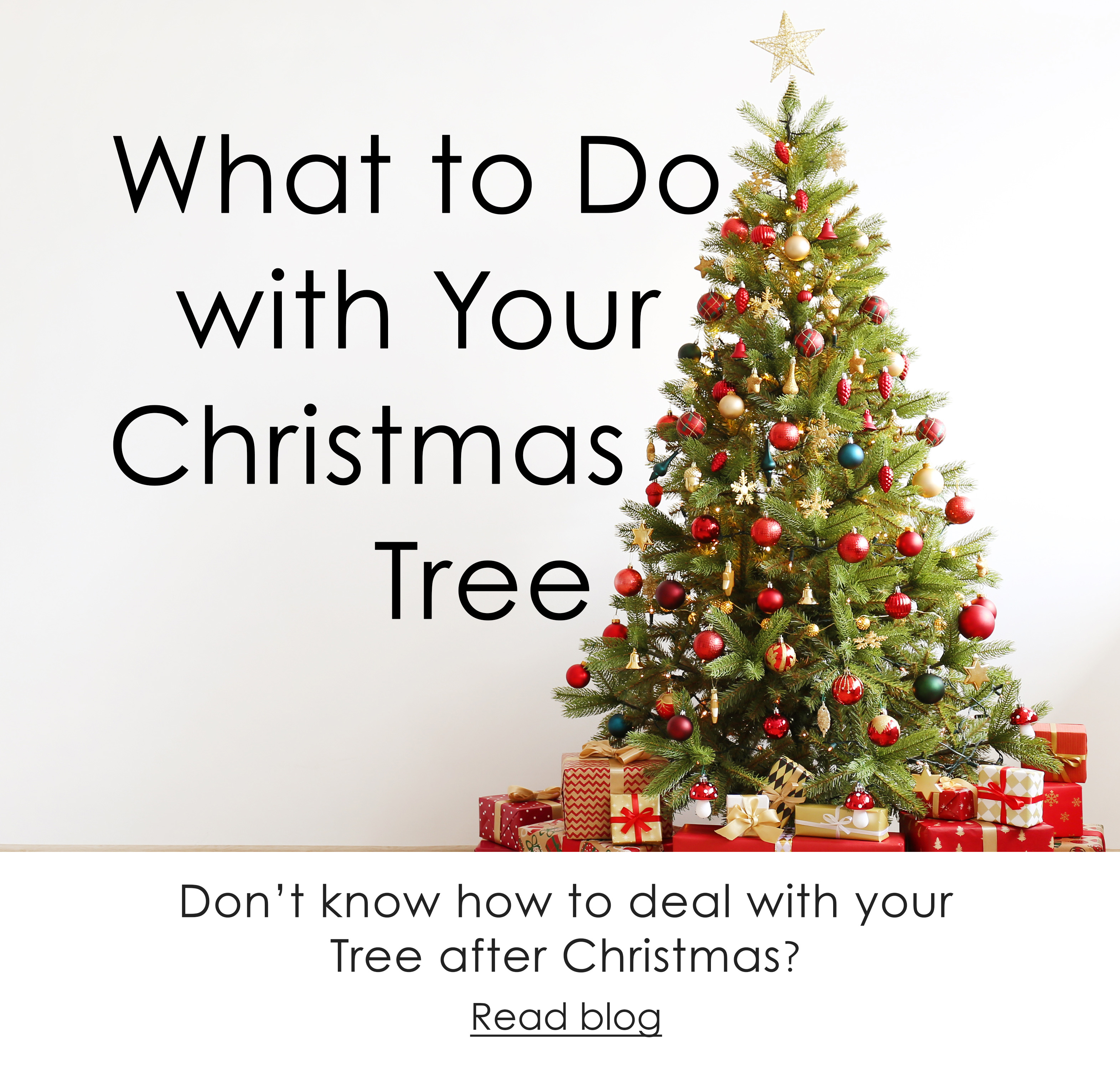What to Do with Your Christmas Tree