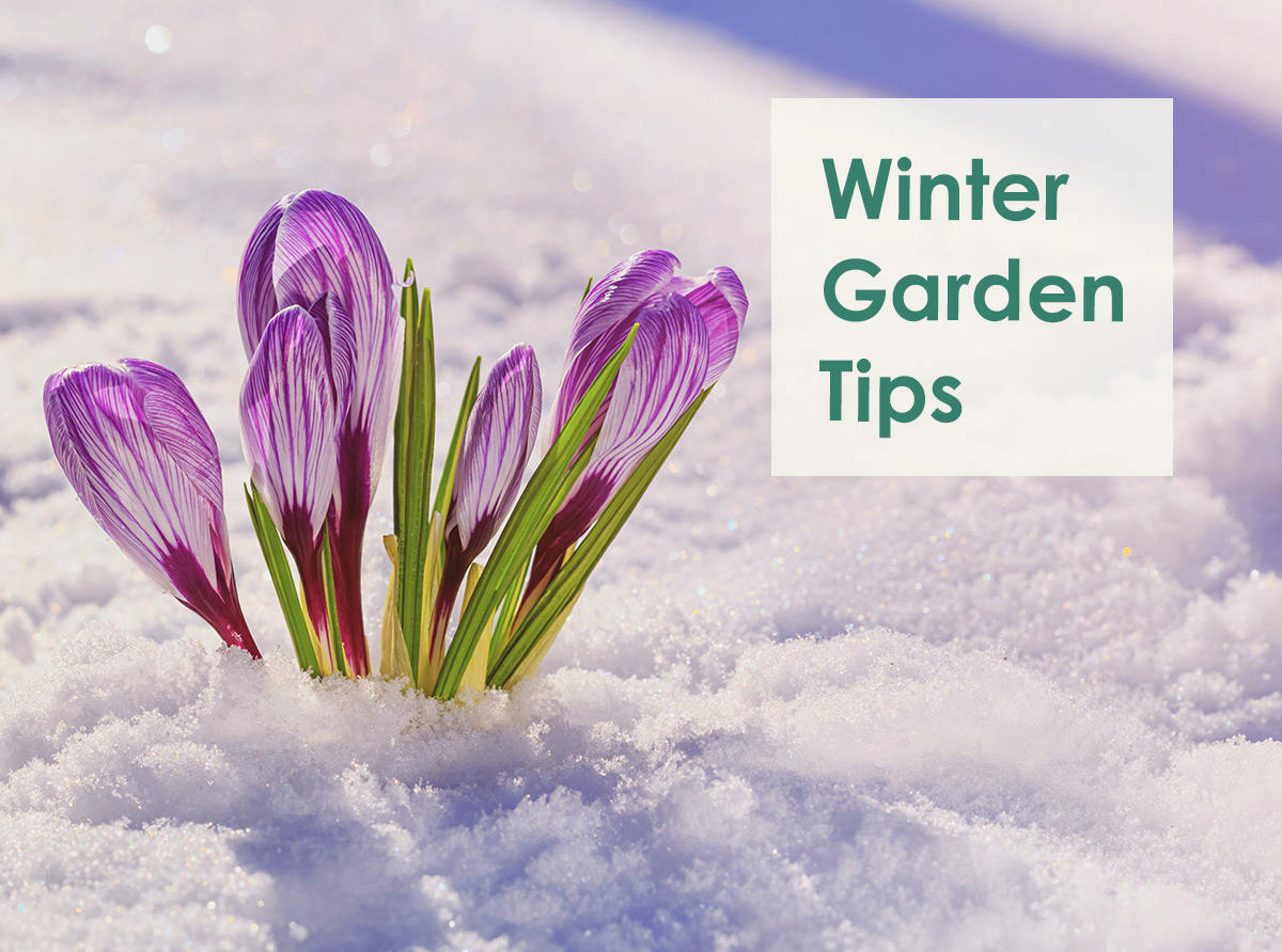 Winter Garden Tips