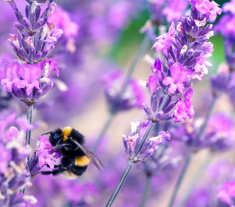 A bee on some lavender.
