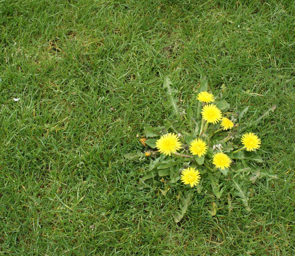 A dandelion patch on a lawn.