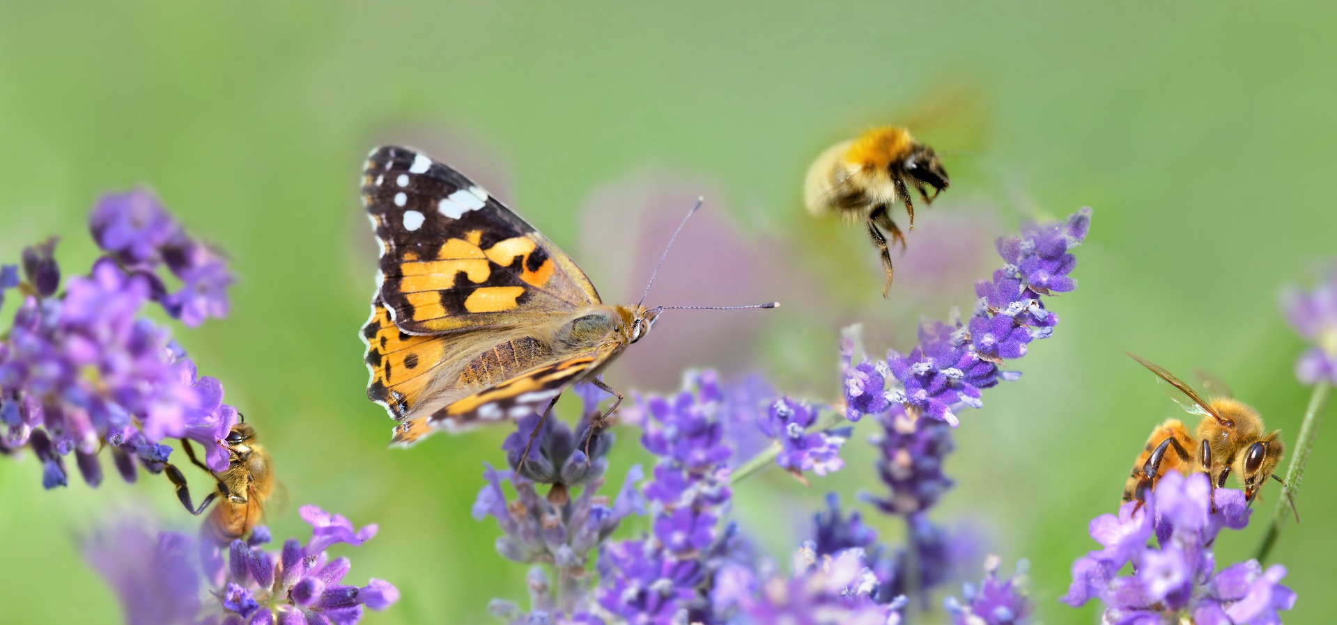 Butterflies and bees on lavender.