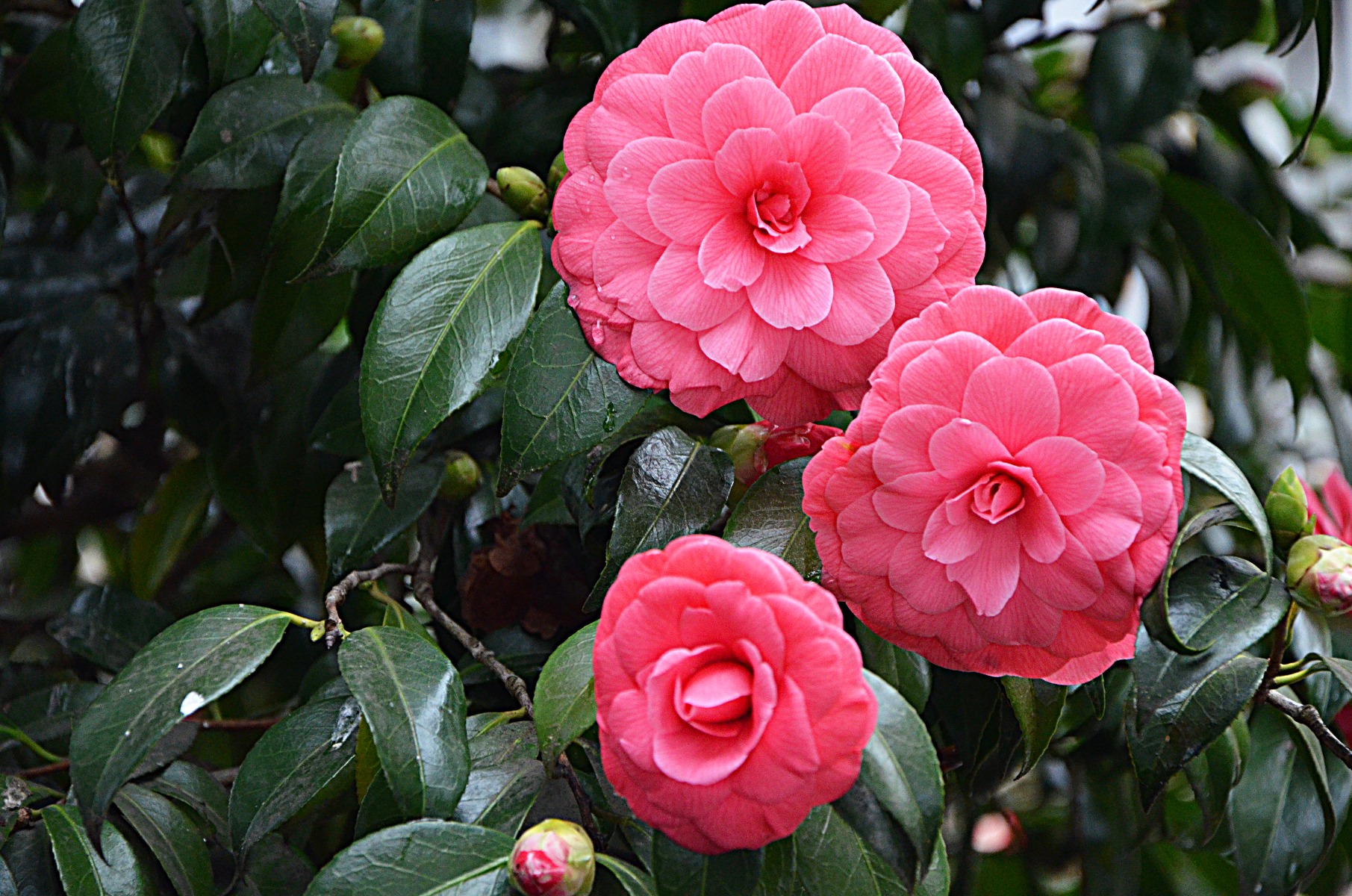 Camellia bush.
