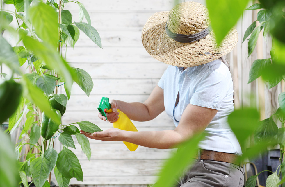 A person using pesticides on a plant.
